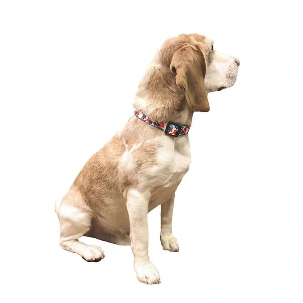 Floral Dog Pet Collar NWT